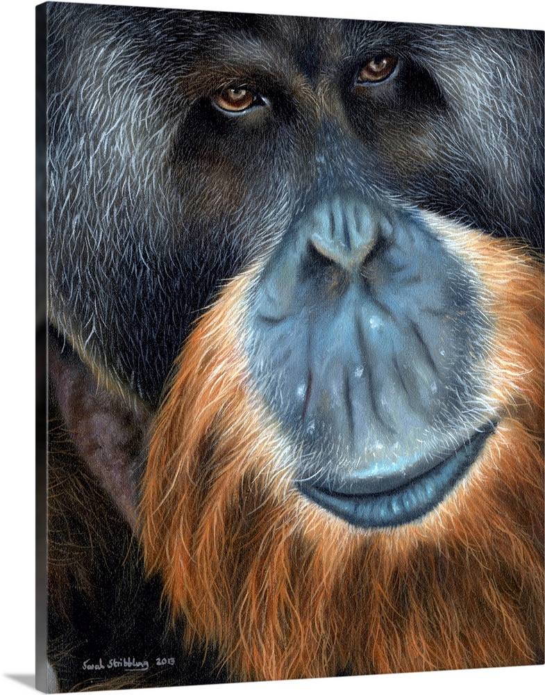 Oil painting of a close up of an Orangutan.