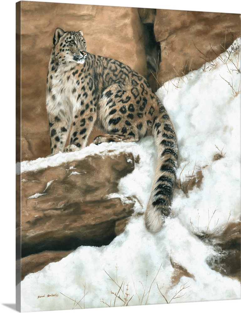 Oil painting of a Snow leopard on a snowy rock.