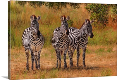Three Zebras Namibia
