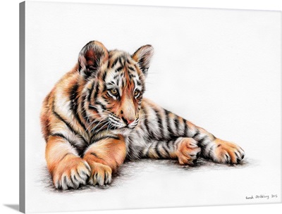 Tiger Cub Colour Pencil Drawing