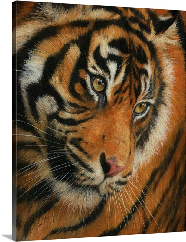 Tiger Face Portrait 