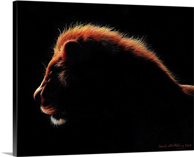 Twilight African Lion