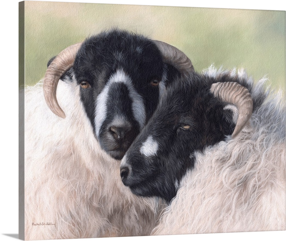 Pair of sheep, with black and white faces