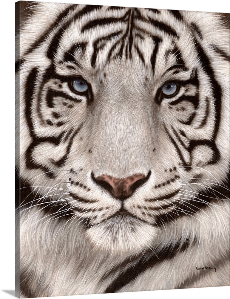 Close up portrait of a white tiger face.