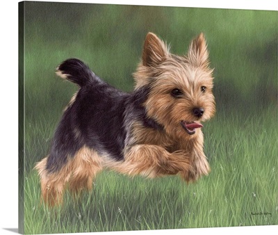 Yorkshire Terrier Running