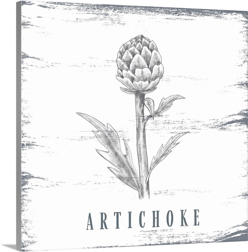 Artichoke Sketch