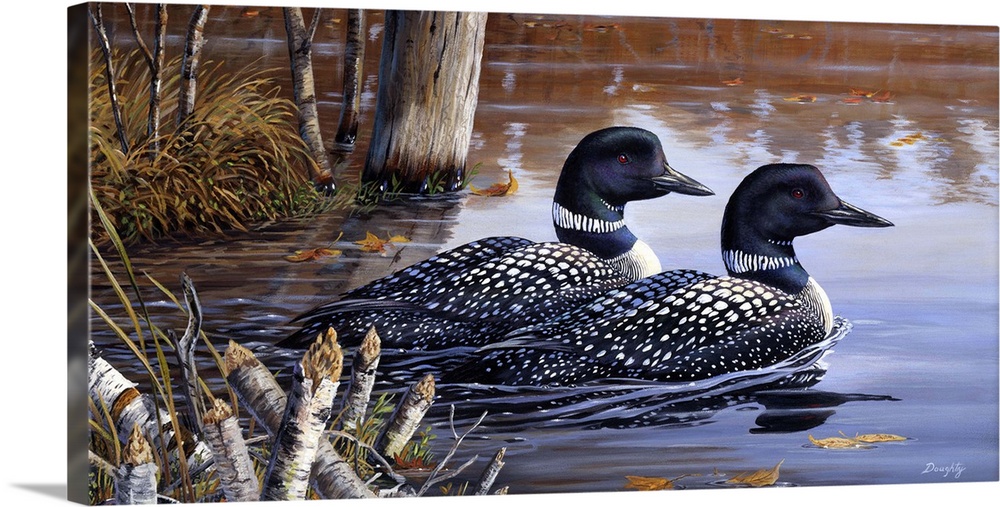A pair of loons swimming on the water.