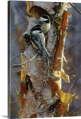 Black-Capped Chickadees - Sunlit Birch