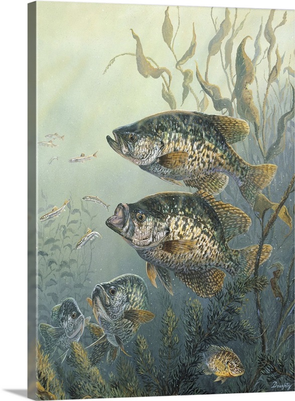 Crappie Fishes - Diamond Paintings 