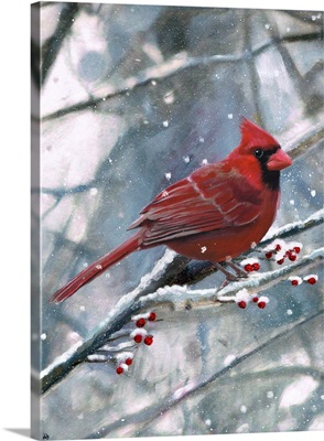 Cardinal Snow