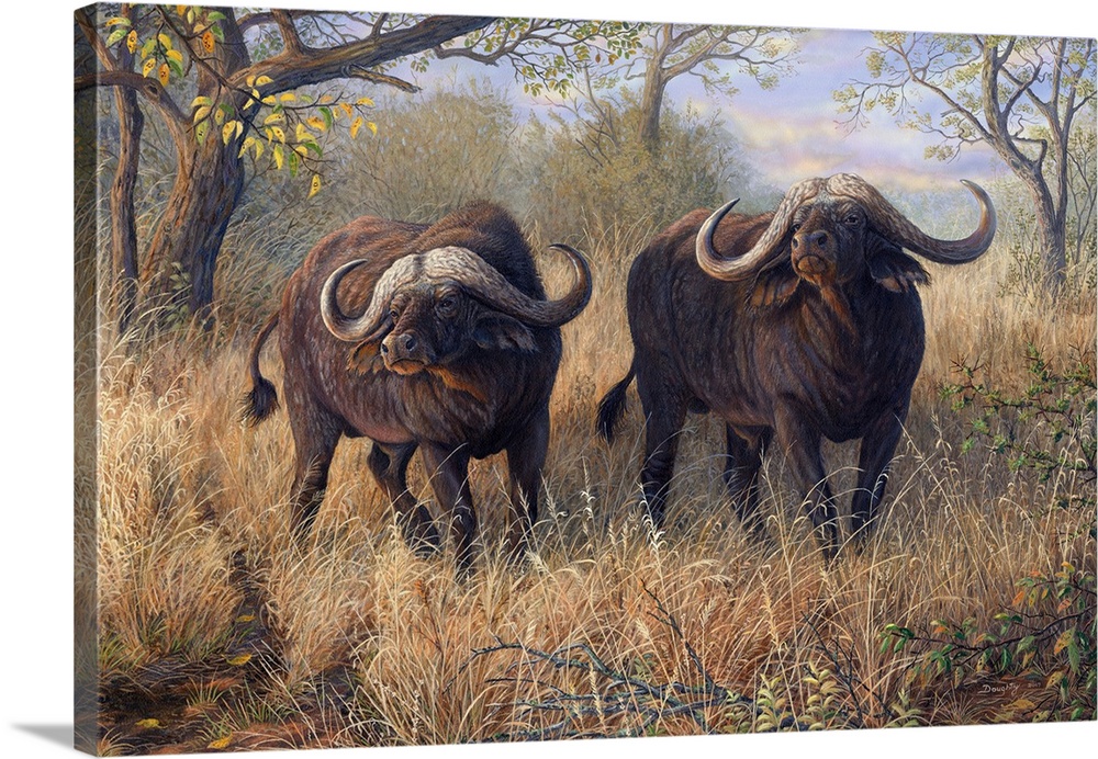 Artwork of a pair of African buffalo walking through tall brush.