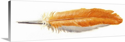 Feather