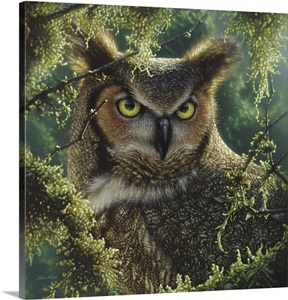 Great Horned Owl - Watching and Waiting image thumbnail
