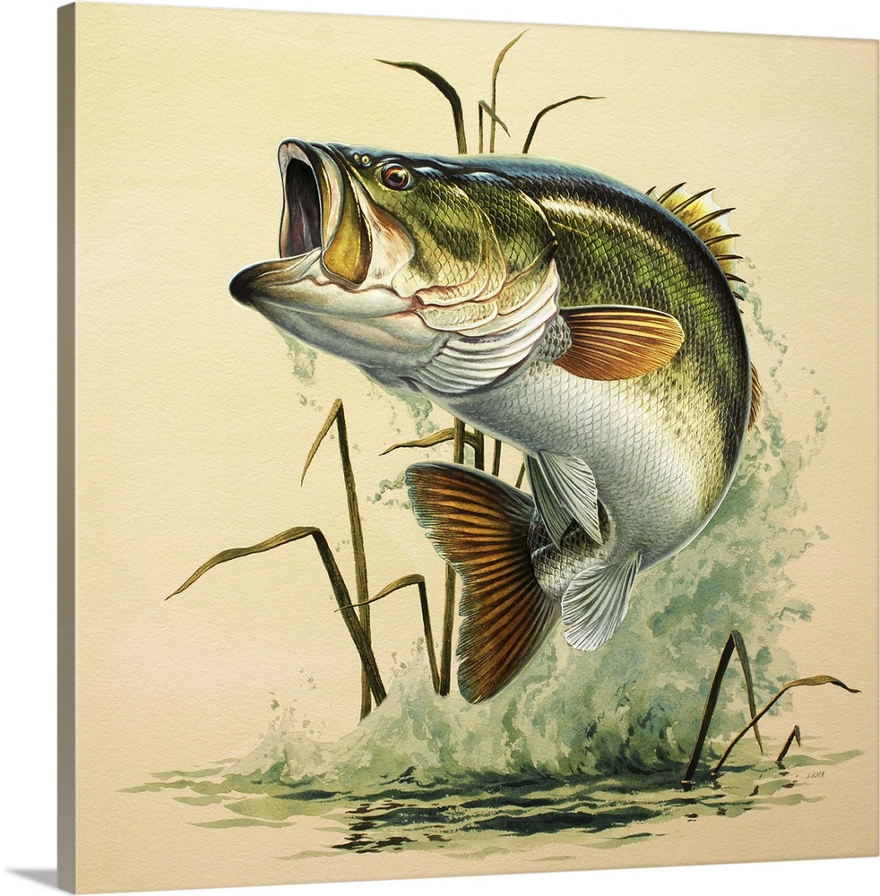 Leaping Bass | Large Solid-Faced Canvas Wall Art Print | Great Big Canvas