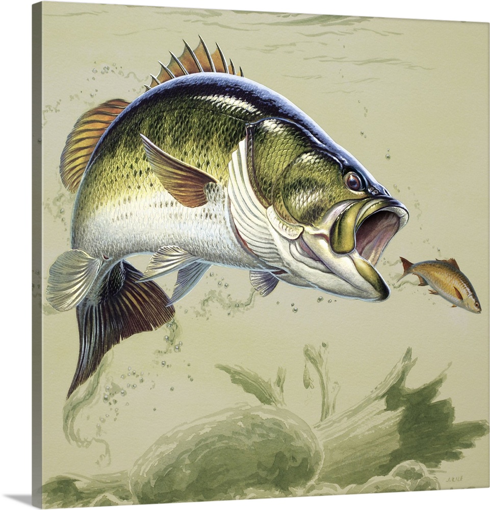 Leaping bass IV
