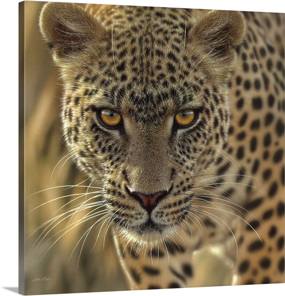 Leopard - On the Prowl - Square