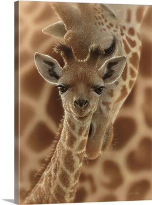 Newborn Giraffe