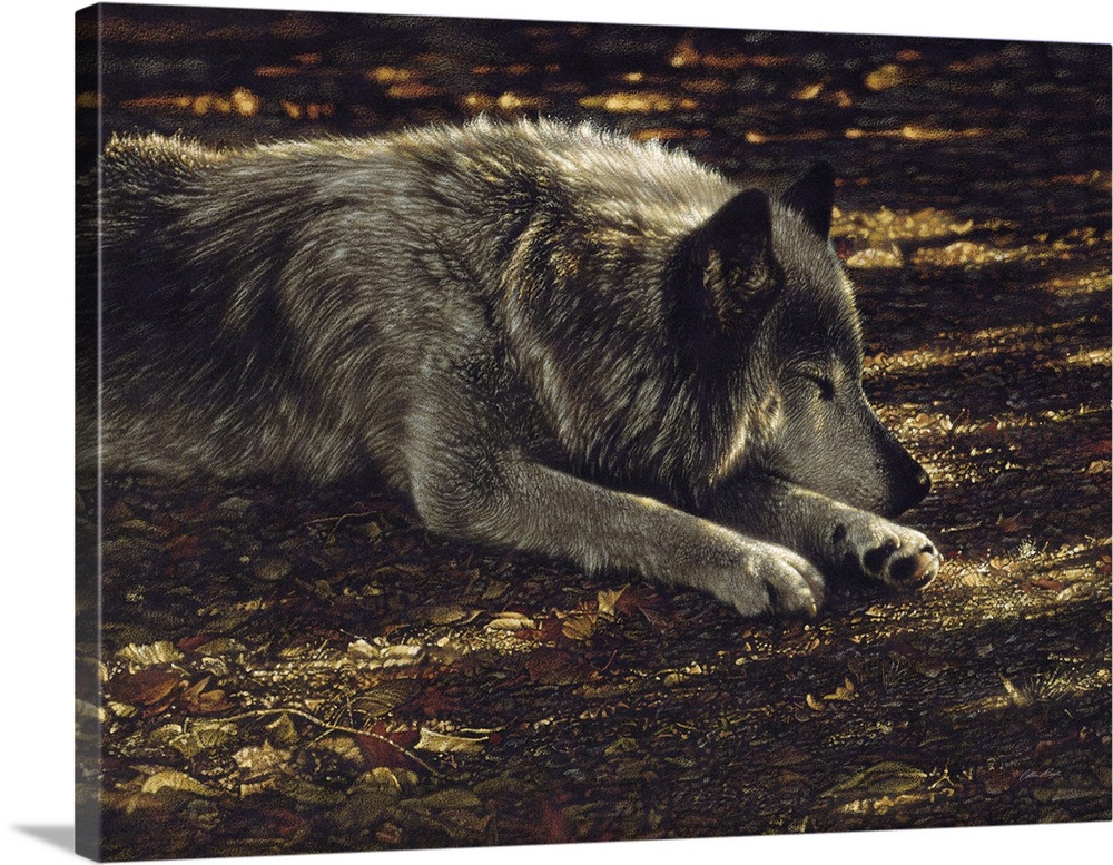 Resting Wolf