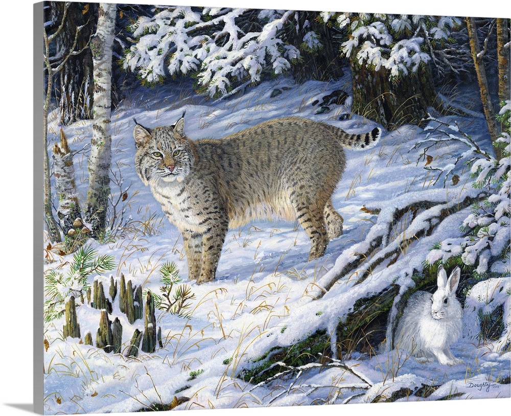 A lynx hunting a rabbit in a snowy forest.