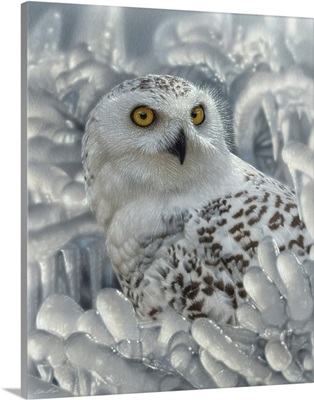 Snowy Owl Sanctuary