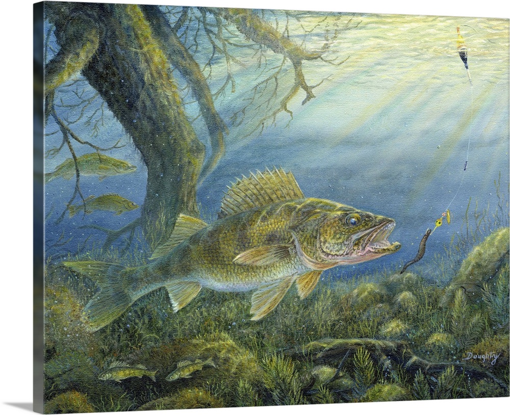 Contemporary artwork of a walleye heading for a lure in a river.
