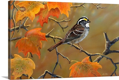 Whitethroated Sparrow