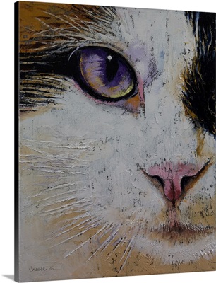 Ragdoll - Cat Portrait