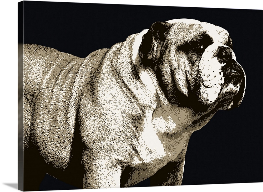 A bulldog is the common name for a breed of dog also referred to as the English bulldog or British Bulldog. Other bulldog ...