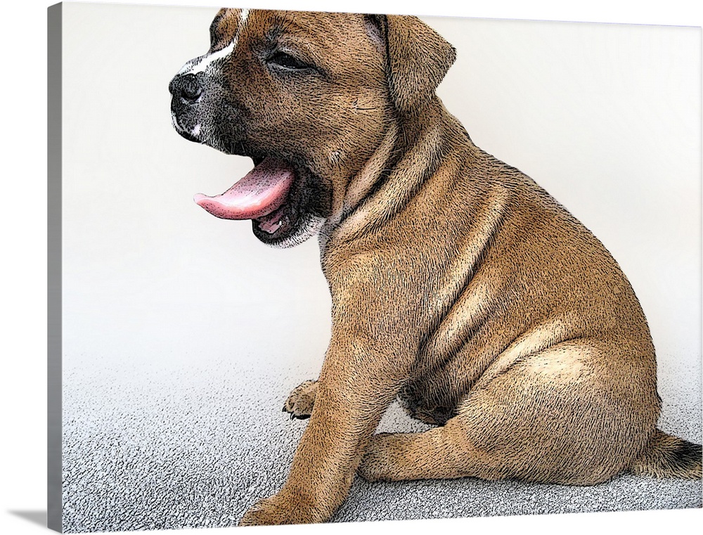 Staffordshire Bull Terrier, yawning puppy dog.