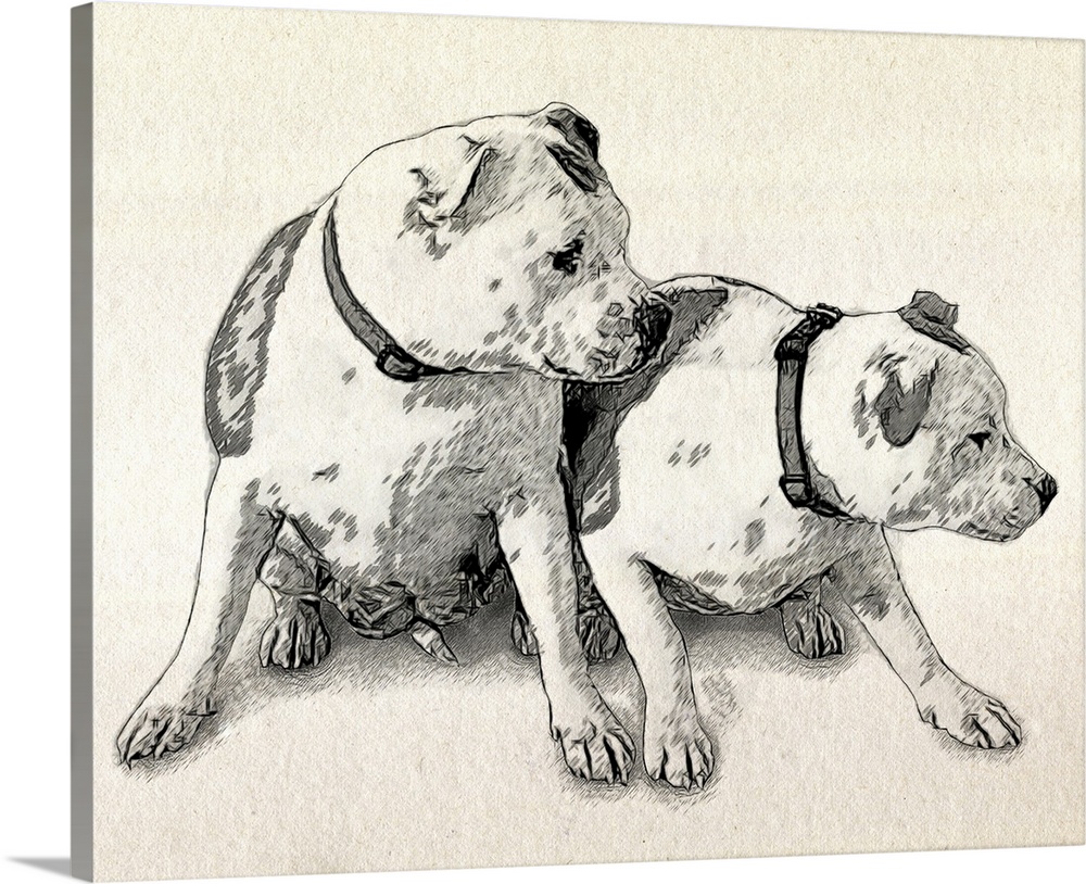 The Staffordshire Bull Terrier (also known as a Staffie, Stafford, Staffross, Staffy or Staff) is a medium-sized, short-co...