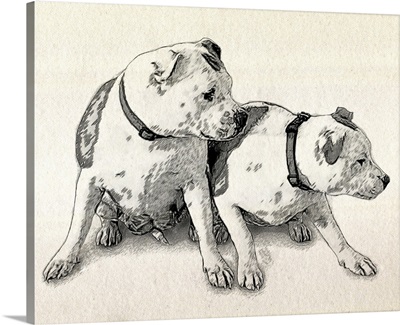 Two Bull Terriers