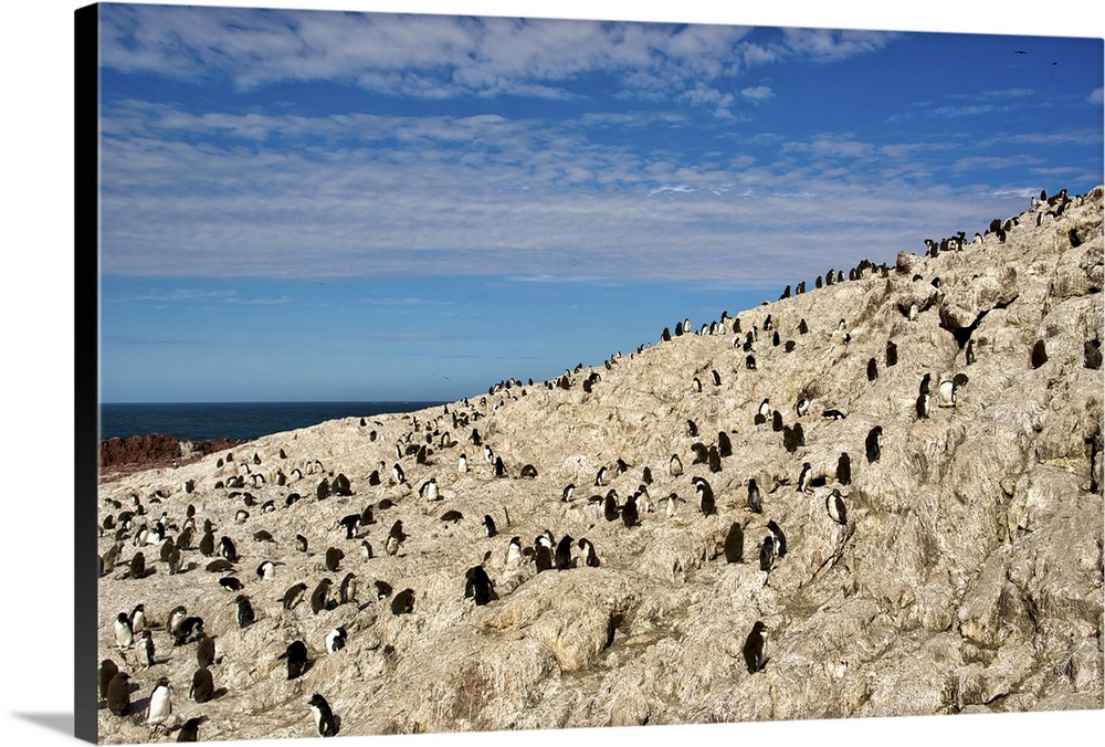 Argentina, Santa Cruz, Puerto Deseado: Isla Pinguino - Penguin Island