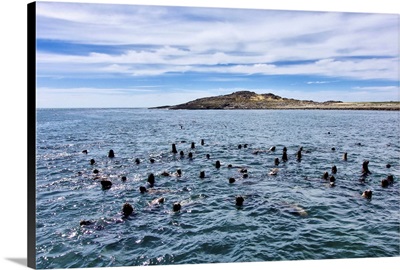 Argentina, Santa Cruz, Puerto Deseado: Isla Pinguino - Penguin Island: Sea Lions