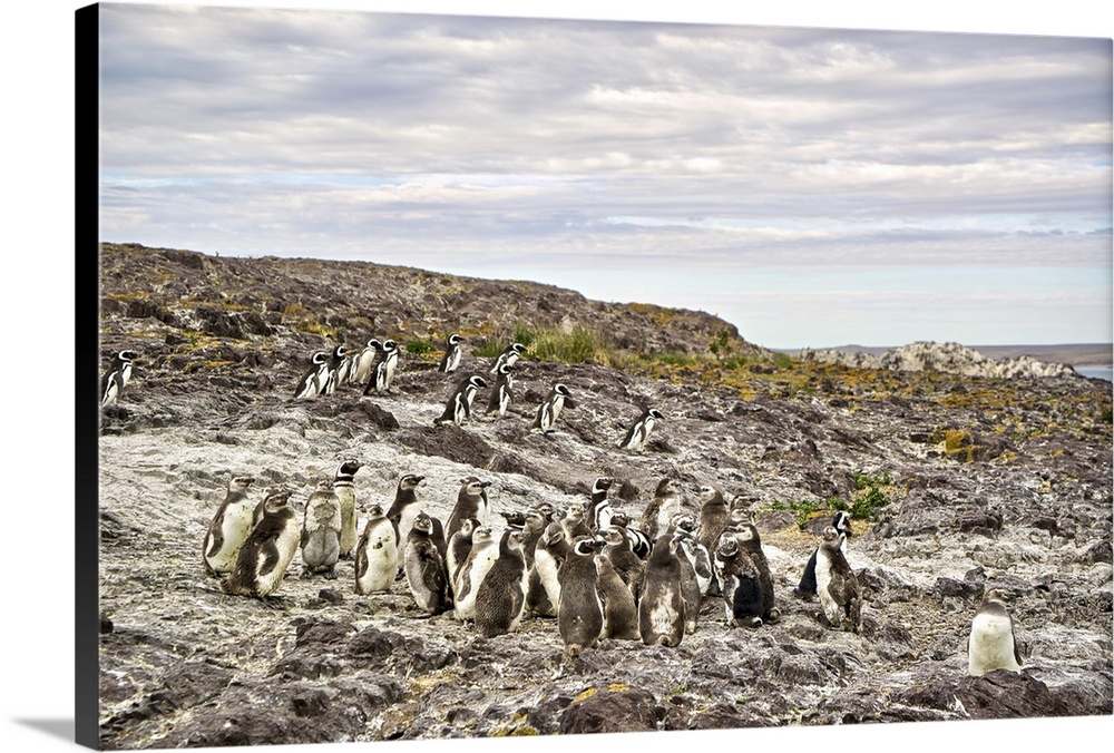 Argentina, Santa Cruz, Puerto Deseado: Isla Pinguino - Penguin Island: Magellanic Penguins