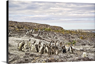 Argentina, Santa Cruz, Puerto Deseado: Penguin Island - Magellanic Penguins
