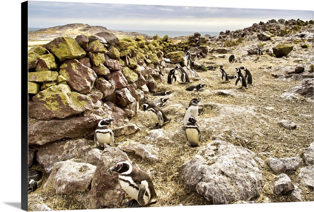 Argentina, Santa Cruz, Puerto Deseado: Isla Pinguino - Penguin Island: Magellanic Penguins