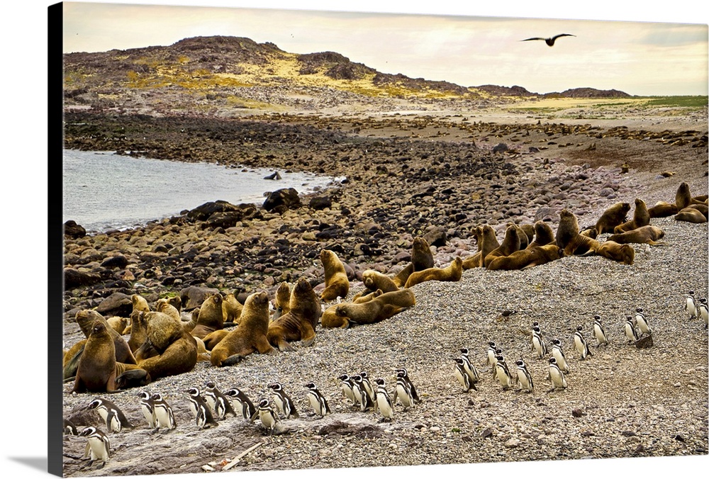 Argentina, Santa Cruz, Puerto Deseado: Isla Pinguino - Penguin Island: Sea Lions And Magellanic Penguins