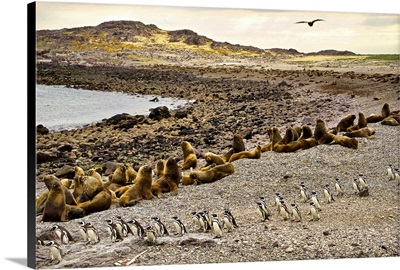 Argentina, Santa Cruz, Puerto Deseado: Penguin Island - Sea Lions & Magellanic Penguins