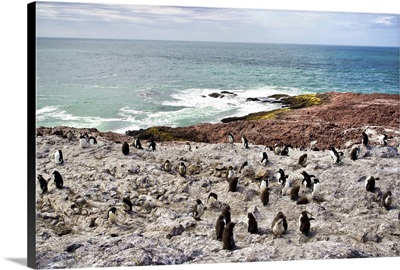 Argentina, Santa Cruz, Puerto Deseado: Penguin Island - Southern Rockhopper Penguin