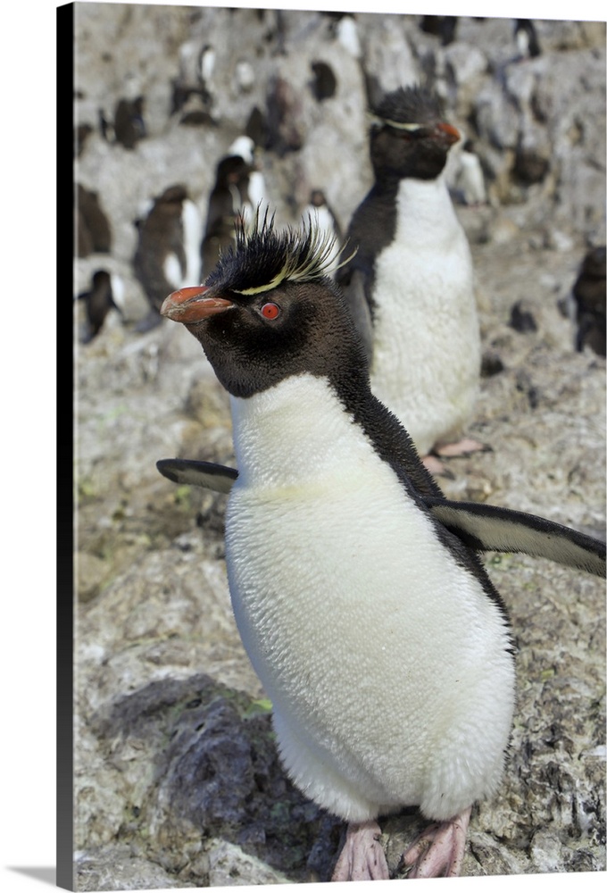 Argentina, Santa Cruz, Puerto Deseado: Isla Pinguino - Penguin Island: Southern Rockhopper Penguin