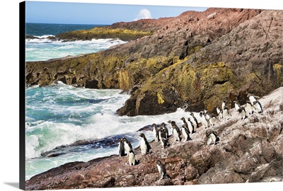 Argentina, Santa Cruz, Puerto Deseado: Penguin Island - Southern Rockhopper Penguin