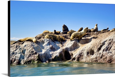 Argentina, Santa Cruz, Puerto Deseado: Sea Lions Sunbathing On A Rock Island
