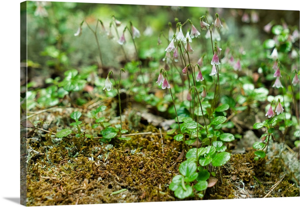 Canada, Nova Scotia, Cape Breton Highlands National Park: along the Smoky Trail, moss flowers.