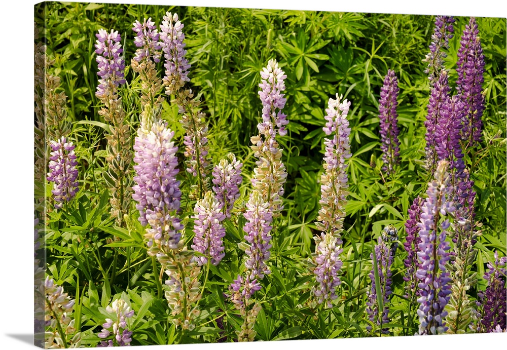 Canada, Prince Edward Island: wild flowers, Lupinus.