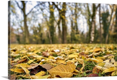 Ground Level View Of Leaves Bed In A Forest In Autumn