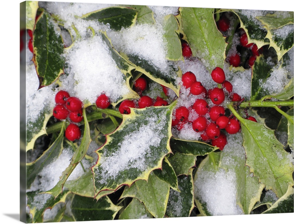 A bushel of holly is photographed closely during winter with snow covering some of the leaves and berries.