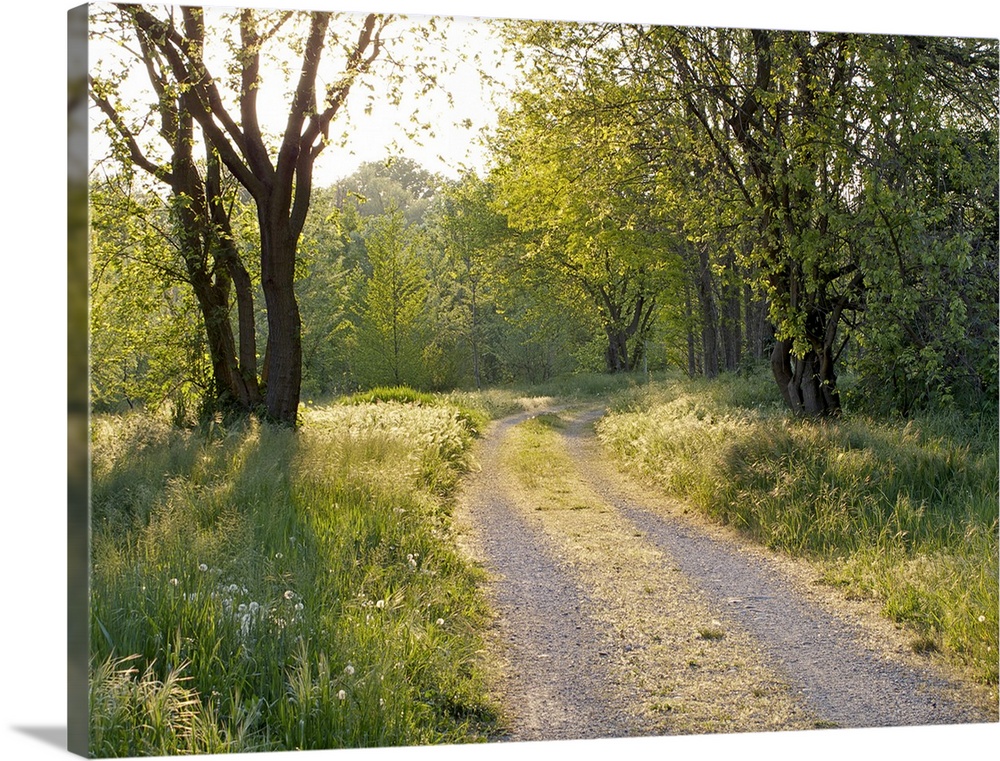 Photograph of a winding gravel road in Italy surrounded by grasses and trees on a sunny day.
