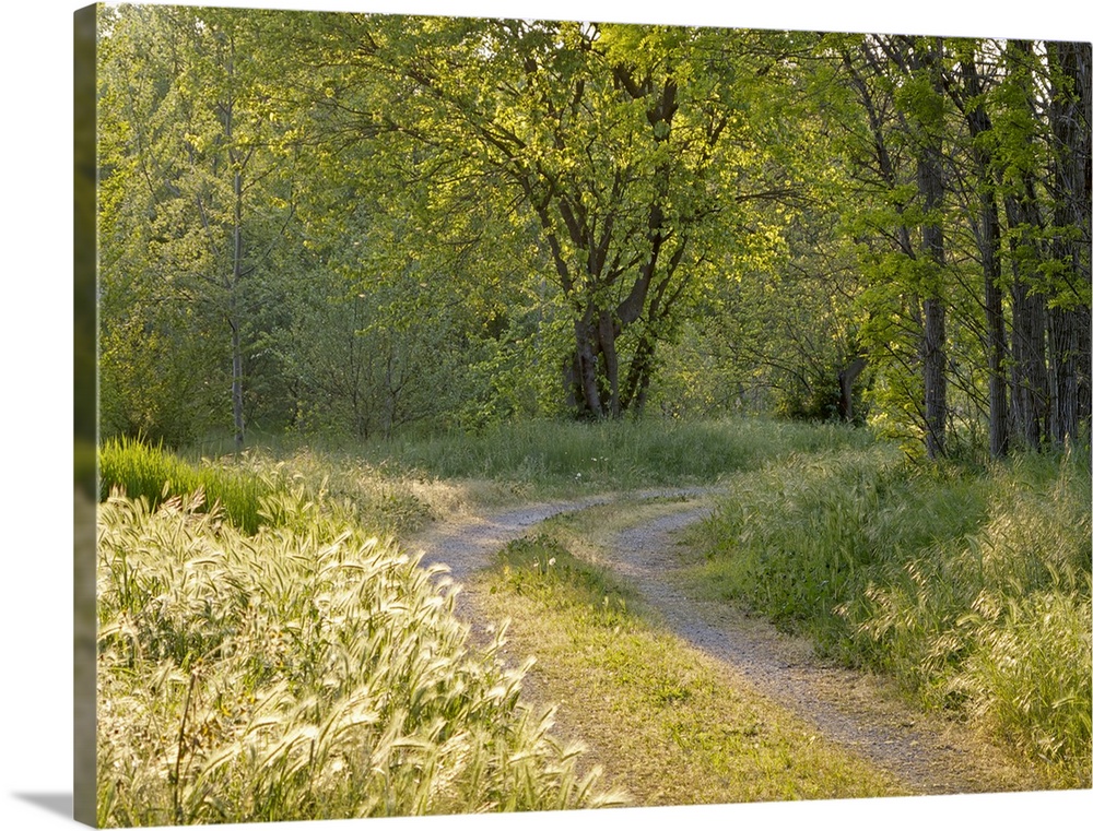 A gravel path curves through a forest in the Italian countryside in the springtime in Mantua.