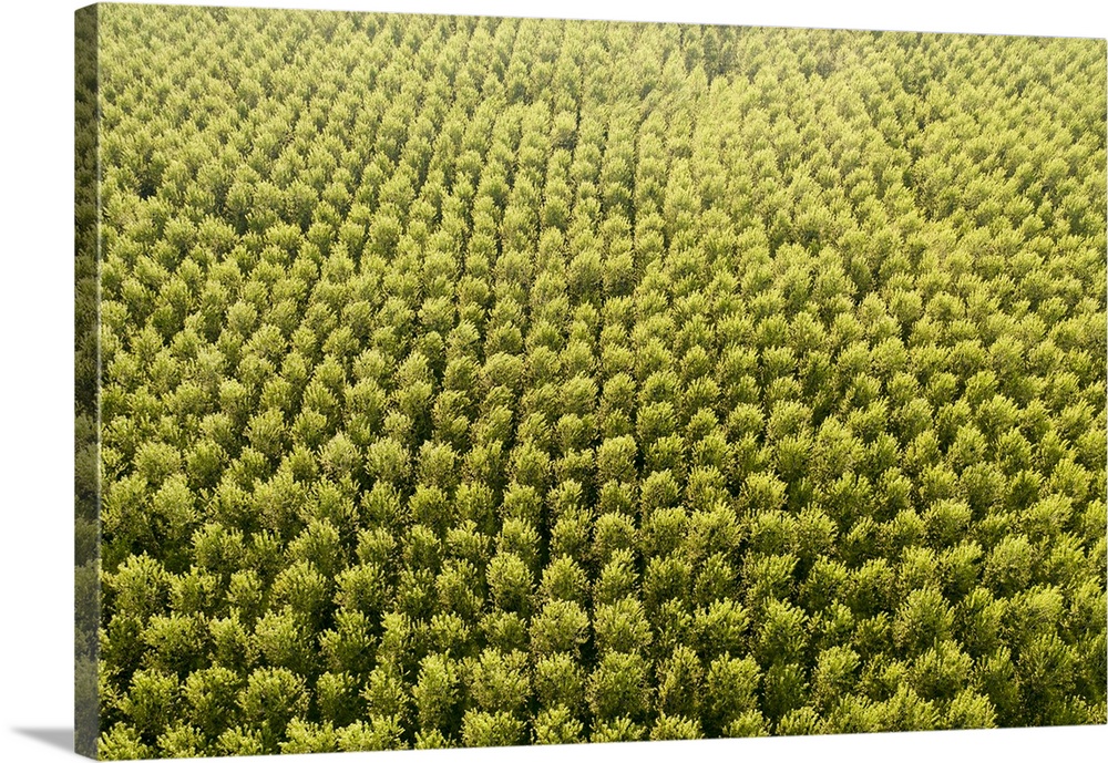 Italy, Mantova. Aerial view of poplar plantation.