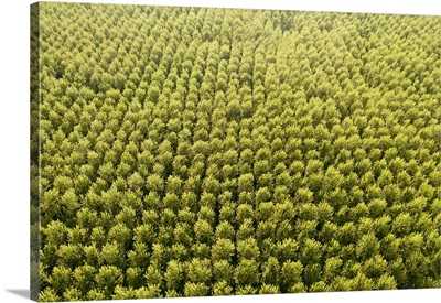 Italy, Mantova, Aerial View Of Poplar Plantation